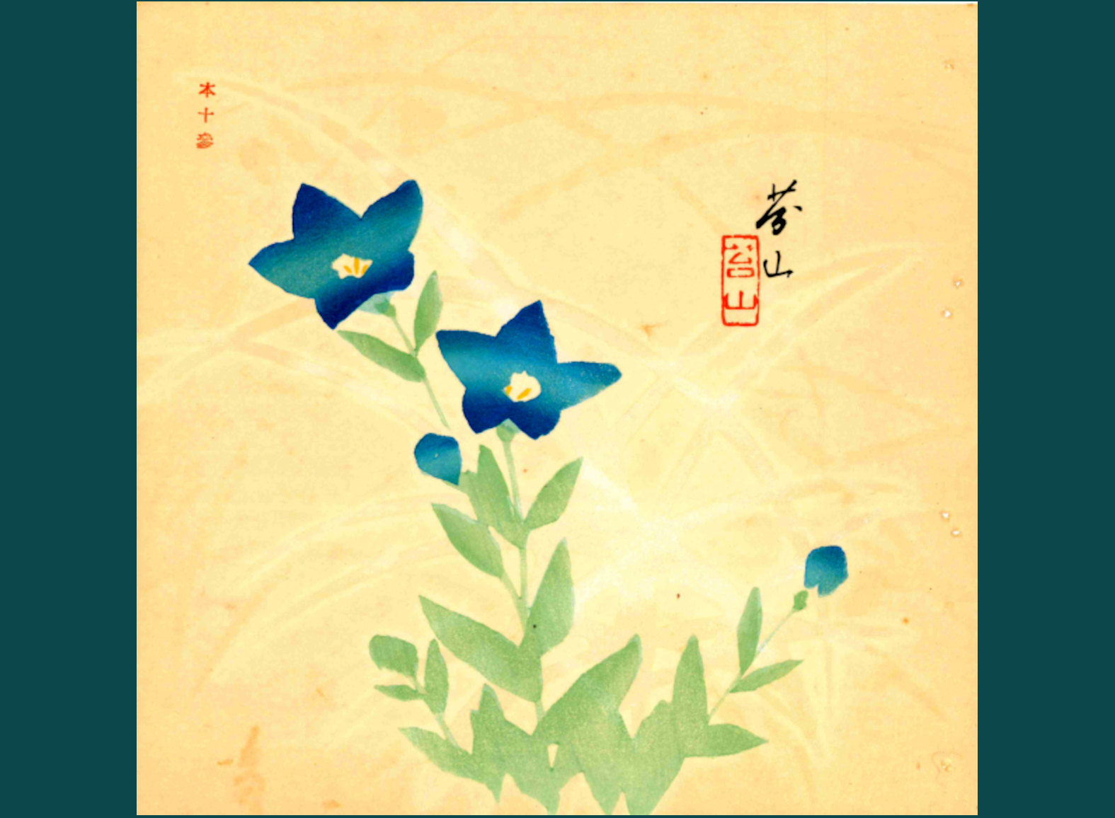 CAMPANULA
